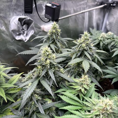 Fat Banana growlog timeline photo