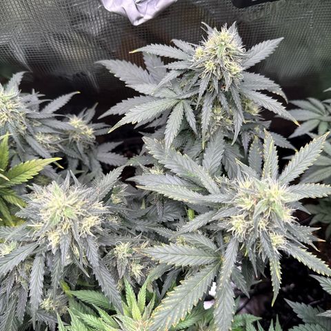 Fat Banana growlog timeline photo