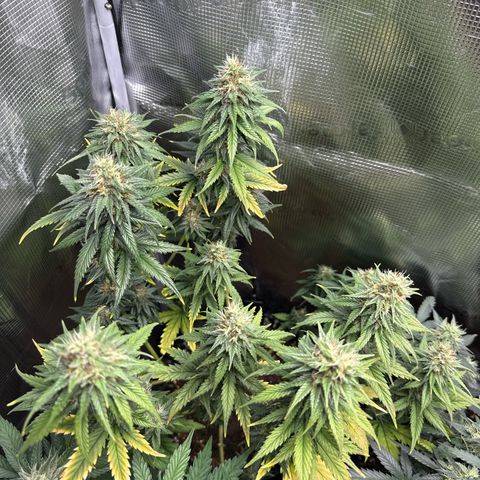 Special Kush #1 growlog timeline photo