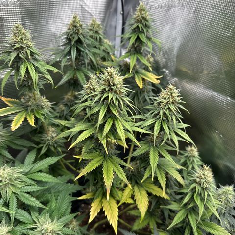 Special Kush #1 growlog timeline photo