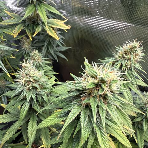 Special Kush #1 growlog timeline photo