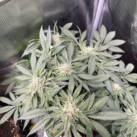 Rainbow Melon growlog timeline photo