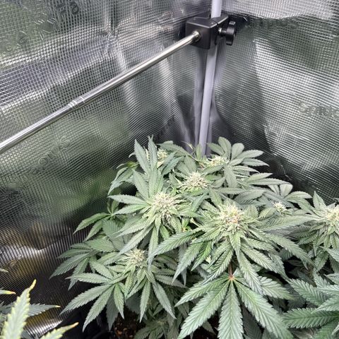 Rainbow Melon growlog timeline photo