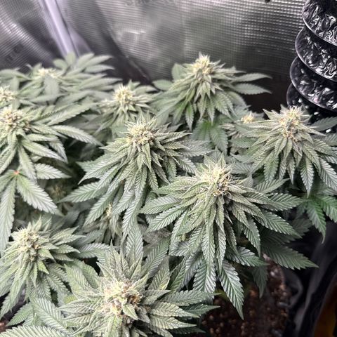 Gorilla Melon growlog timeline photo