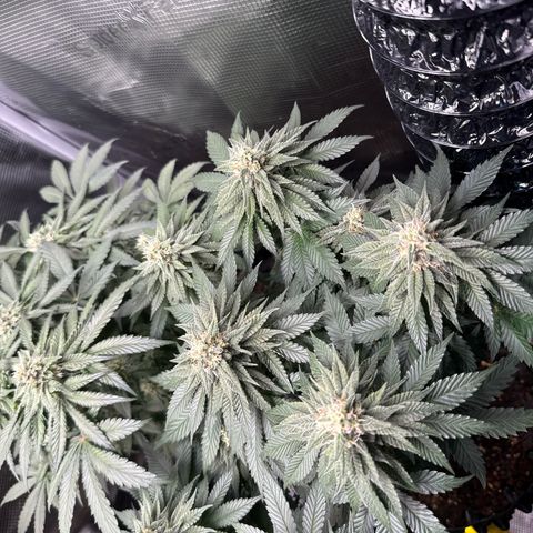 Gorilla Melon growlog timeline photo