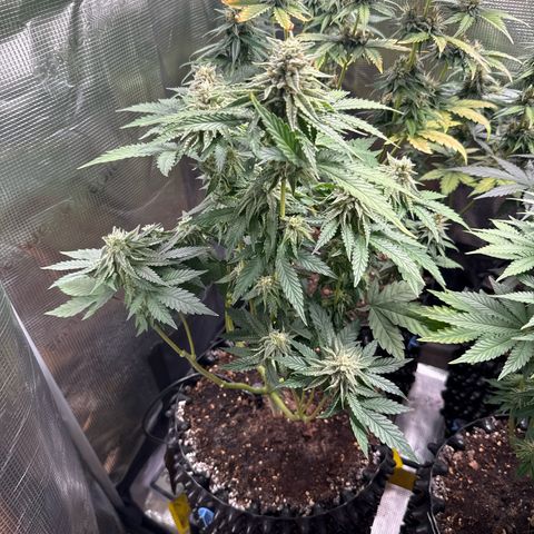 Lemonpaya growlog timeline photo