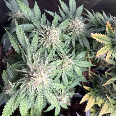 Lemonpaya growlog timeline photo