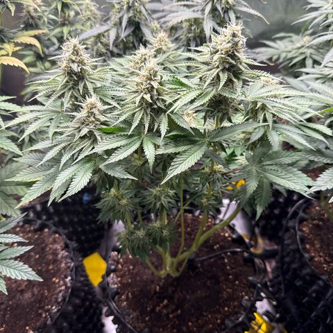 Gorilla Melon growlog timeline photo