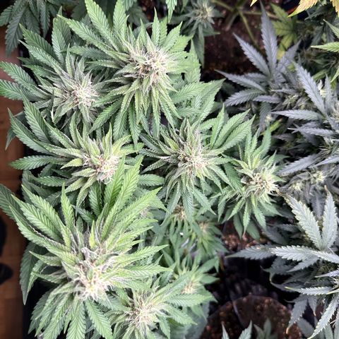 Gorilla Melon growlog timeline photo
