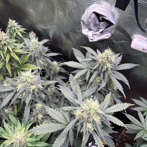 Fat Banana growlog timeline photo