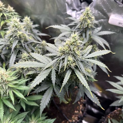 Fat Banana growlog timeline photo