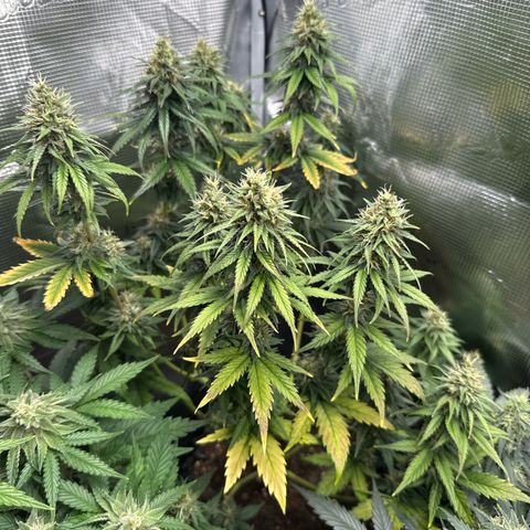 Special Kush #1 growlog timeline photo