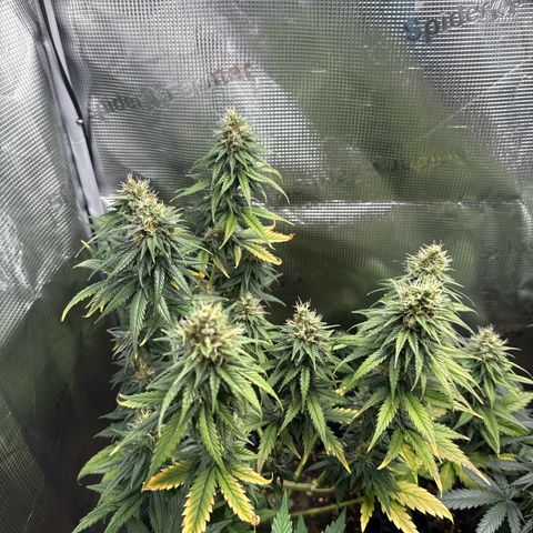 Special Kush #1 growlog timeline photo