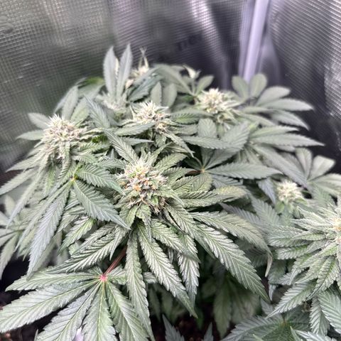 Rainbow Melon growlog timeline photo