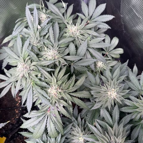 Rainbow Melon growlog timeline photo