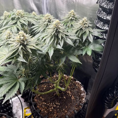 Gorilla Melon growlog timeline photo