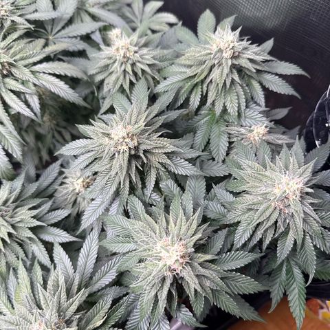 Gorilla Melon growlog timeline photo