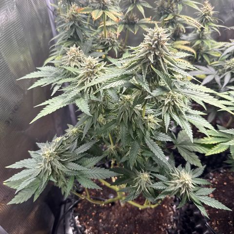 Lemonpaya growlog timeline photo