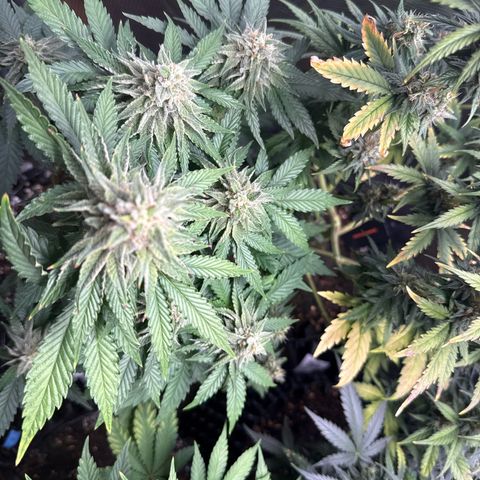 Lemonpaya growlog timeline photo