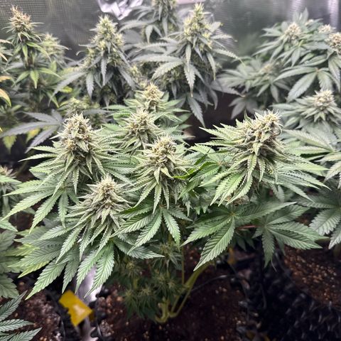 Gorilla Melon growlog timeline photo