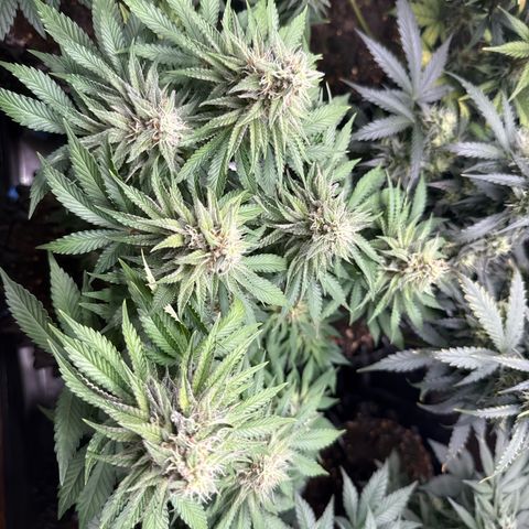 Gorilla Melon growlog timeline photo