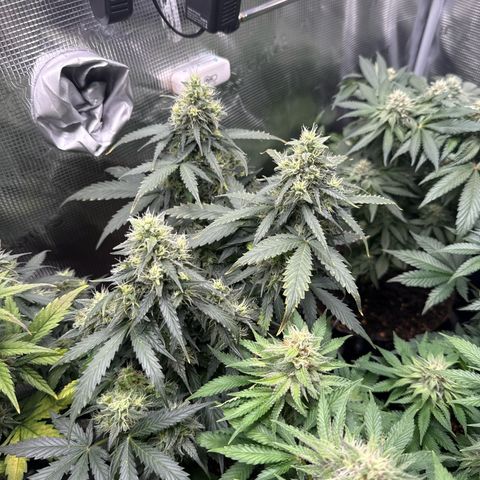 Fat Banana growlog timeline photo