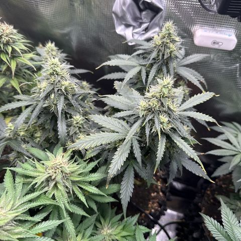 Fat Banana growlog timeline photo