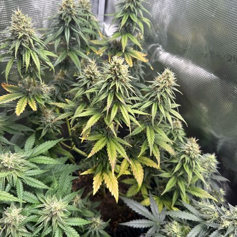 Special Kush #1 growlog timeline photo