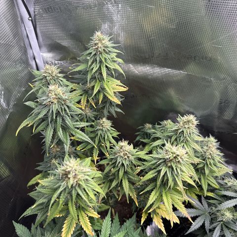 Special Kush #1 growlog timeline photo