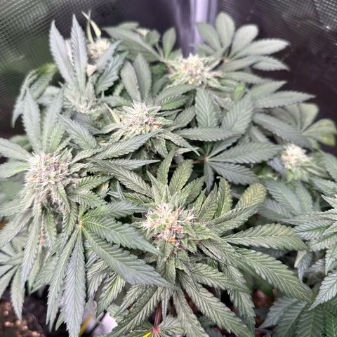 Rainbow Melon growlog timeline photo