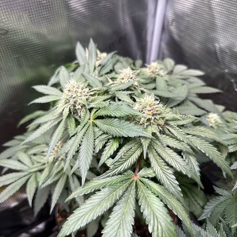 Rainbow Melon growlog timeline photo