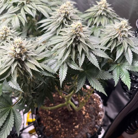 Gorilla Melon growlog timeline photo