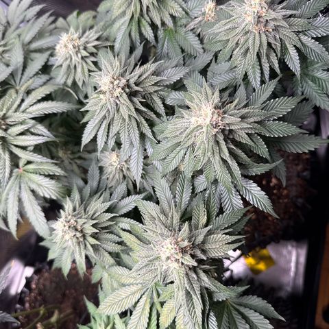 Gorilla Melon growlog timeline photo