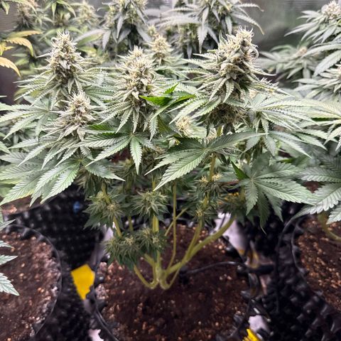 Gorilla Melon growlog timeline photo