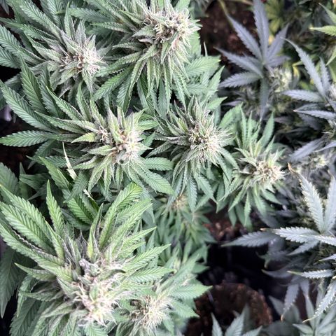 Gorilla Melon growlog timeline photo