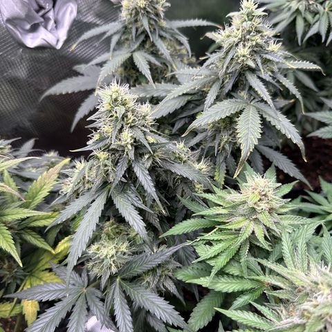 Fat Banana growlog timeline photo