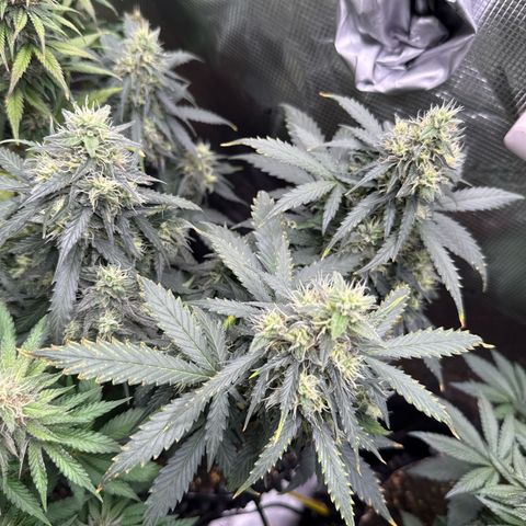 Fat Banana growlog timeline photo