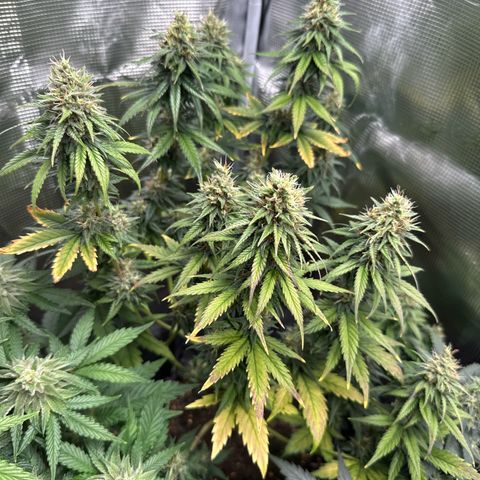Special Kush #1 growlog timeline photo