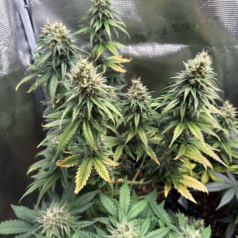 Special Kush #1 growlog timeline photo