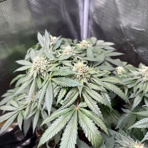 Rainbow Melon growlog timeline photo