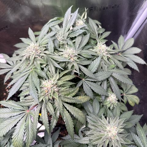 Rainbow Melon growlog timeline photo