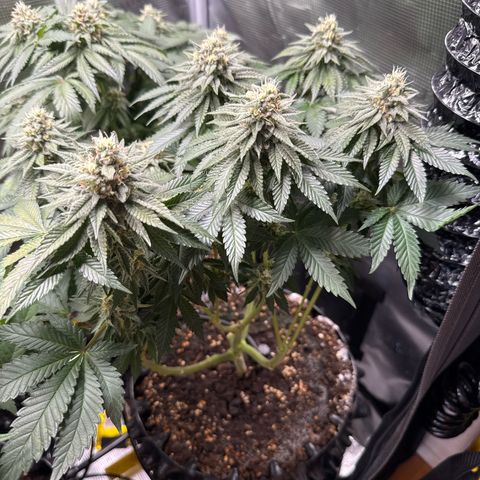 Gorilla Melon growlog timeline photo