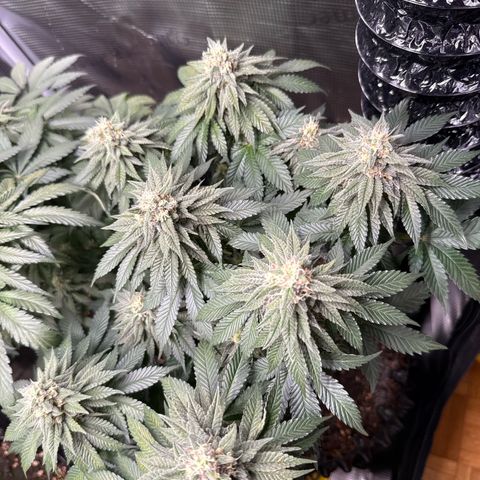 Gorilla Melon growlog timeline photo