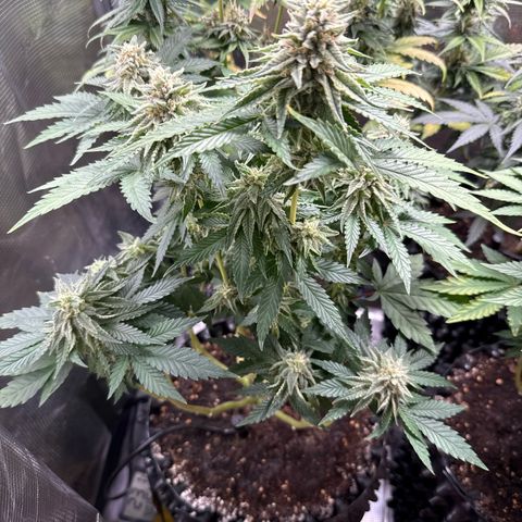 Lemonpaya growlog timeline photo