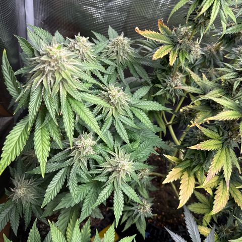 Lemonpaya growlog timeline photo