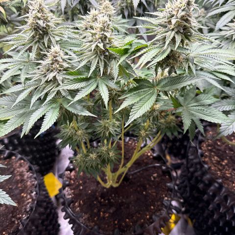 Gorilla Melon growlog timeline photo