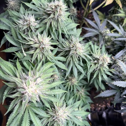 Gorilla Melon growlog timeline photo