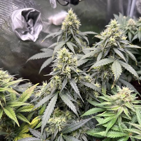Fat Banana growlog timeline photo