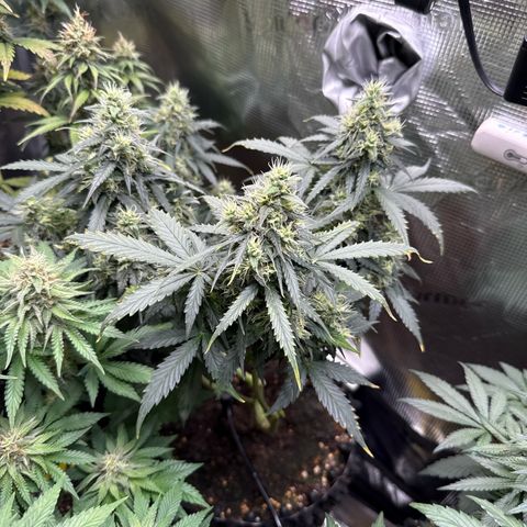 Fat Banana growlog timeline photo