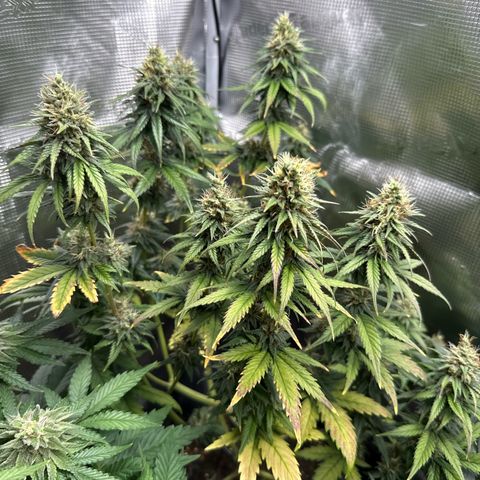 Special Kush #1 growlog timeline photo
